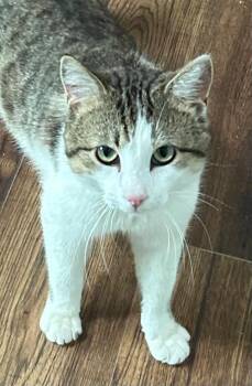 Manny -  Domestic Short Hair Cat Available for Adoption in Cumming, Georgia - Manny | PetCurious
