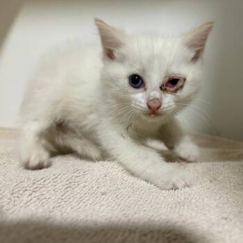 Butters -  Domestic Short Hair Cat for Adoption in Cabot, Arkansas - Butters | PetCurious