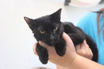 Mist -  Domestic Short Hair Cat for Adoption in Chestertown, Maryland - Mist | PetCurious