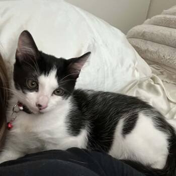 Adam -  Domestic Short Hair Cat for Adoption in Santa Clara, California - Adam | PetCurious