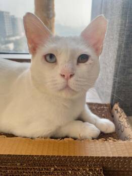 Yuki -  Domestic Short Hair and Maine Coon Cat for Adoption in Mississauga, Ontario - Yuki | PetCurious