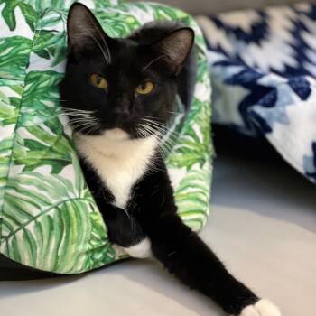 Rescue Domestic Short Hair Cats for Adoption in Sarasota, Florida - Patches | PetCurious