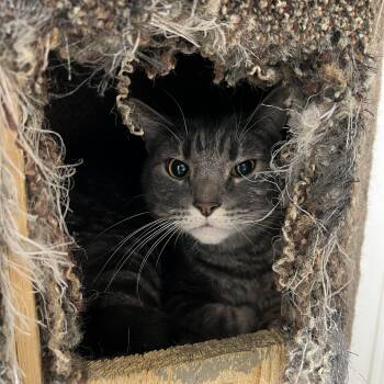Rescue Domestic Short Hair Cats for Adoption in Spencer, Iowa - Ezekial | PetCurious
