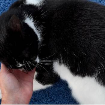 Jetson -  Domestic Short Hair Cat for Adoption in Boston, Massachusetts - Jetson | PetCurious