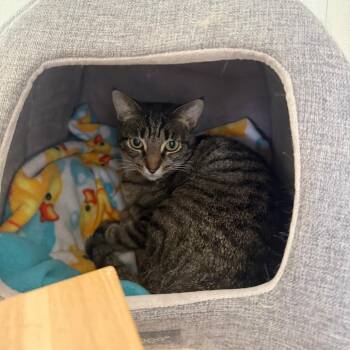 Delia -  Domestic Short Hair Cat for Adoption in Brea, California - Delia | PetCurious