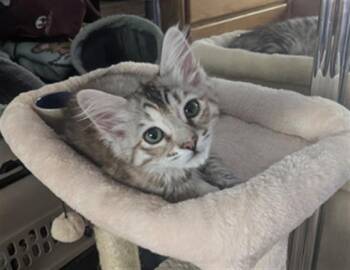 SAGE -  Domestic Short Hair Cat for Adoption in Santa Clara, California - SAGE | PetCurious