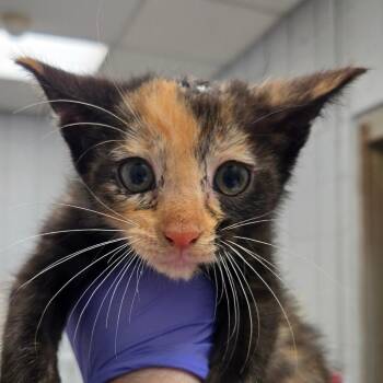 Baking Sheet -  Domestic Short Hair Cat for Adoption in West Olive, Michigan - Baking Sheet | PetCurious