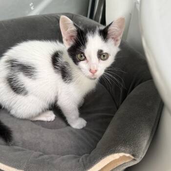 Quinn -  Domestic Short Hair Cat for Adoption in Roswell, Georgia - Quinn | PetCurious