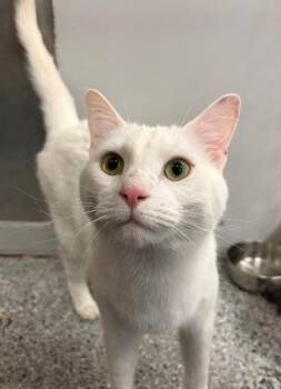 Domestic Short Hair Cats Available for Adoption in Fruit Heights, Utah - Tulip | PetCurious