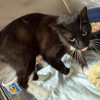 Prada -  Domestic Short Hair Cat for Adoption in Chehalis, Washington - Prada | PetCurious