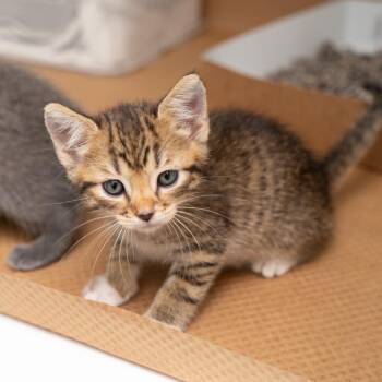 Derek -  Domestic Short Hair Cat for Adoption in New York, New York - Derek | PetCurious