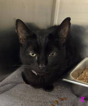 JACOBY -  Domestic Short Hair Cat for Adoption in Hagerstown, Maryland - JACOBY | PetCurious