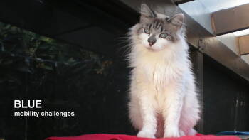 Rescue Domestic Medium Hair Cats for Adoption in Santa Rosa, California - Blue | PetCurious