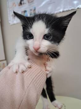 Hank -  Domestic Short Hair Cat for Adoption in Fayetteville, Tennessee - Hank | PetCurious