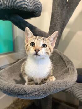 Rescue Domestic Medium Hair and Domestic Short Hair Cats for Adoption in Louisville, Kentucky - Opal | PetCurious