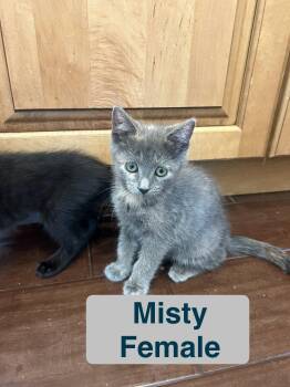Misty -  Domestic Short Hair Cat for Adoption in El Centro, California - Misty | PetCurious