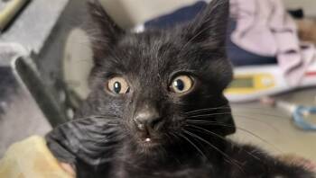 BRANCH -  Domestic Short Hair Cat for Adoption in Pueblo, Colorado - BRANCH | PetCurious