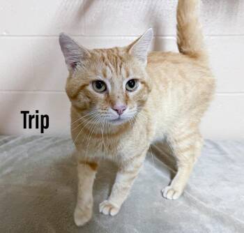 Trip -  Domestic Short Hair Cat for Adoption in Clearfield, Kentucky - Trip | PetCurious