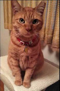 Rescue Domestic Short Hair Cats for Adoption in Half Moon Bay, California - Simba | PetCurious