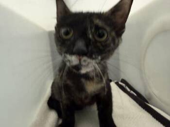 Hannah -  Domestic Short Hair Cat for Adoption in Daytona Beach, Florida - Hannah | PetCurious