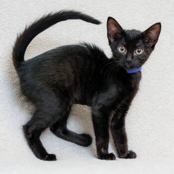 Moon (Blue) -  Domestic Short Hair Cat for Adoption in Sunnyvale, California - Moon (Blue) | PetCurious