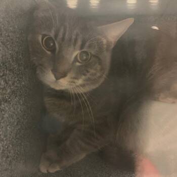 Domestic Short Hair Cats Available for Adoption in Charlottesville, Virginia - Fire Fly | PetCurious
