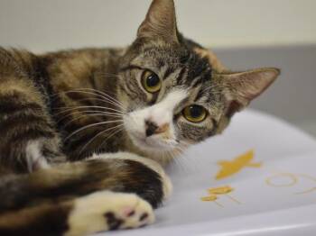 Domestic Short Hair Cats Available for Adoption - Sinclair | PetCurious