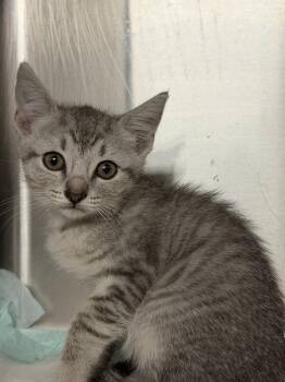 Violet -  Domestic Short Hair Cat for Adoption in Crystal Springs, Mississippi - Violet | PetCurious