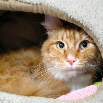 Reginald (fka Reggie) -  Domestic Short Hair Cat for Adoption in Michigan City, Indiana - Reginald (fka Reggie) | PetCurious