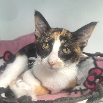 Calla -  Domestic Short Hair Cat for Adoption in Albert Lea, Minnesota - Calla | PetCurious