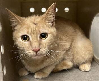 Domestic Short Hair Cats Available for Adoption - A878041 | PetCurious