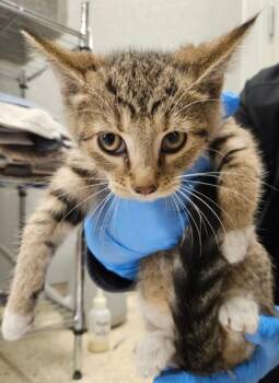 Bay Leaf -  Domestic Short Hair Cat for Adoption in Lafayette, Indiana - Bay Leaf | PetCurious
