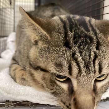Lucas -  Domestic Short Hair Cat for Adoption in Chicago, Illinois - Lucas | PetCurious