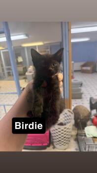 Birdie -  Domestic Short Hair Cat for Adoption - Birdie | PetCurious