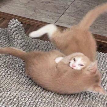 Lux -  Domestic Short Hair Cat for Adoption in San Antonio, Texas - Lux | PetCurious