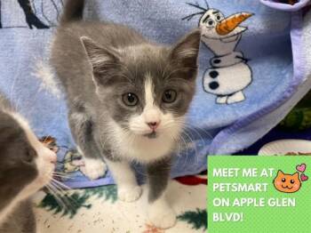 SWEET TART -  Domestic Short Hair Cat Available for Adoption in Fort Wayne, Indiana - SWEET TART | PetCurious