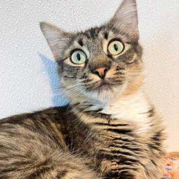 Rescue Domestic Medium Hair Cats for Adoption in Asheville, North Carolina - Luna | PetCurious