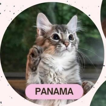 Panama -  Domestic Short Hair Cat for Adoption in Danbury, Connecticut - Panama | PetCurious