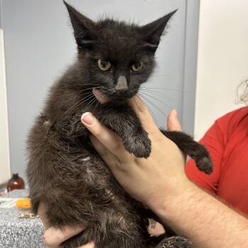 Fanny -  Domestic Short Hair Cat for Adoption in Birmingham, Alabama - Fanny | PetCurious