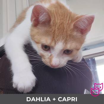Dahlia (bonded with Capri) -  Domestic Short Hair Cat for Adoption in Toronto, Ontario - Dahlia (bonded With Capri) | PetCurious