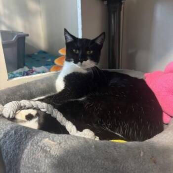 Domestic Short Hair Cats Available for Adoption - Whisper | PetCurious