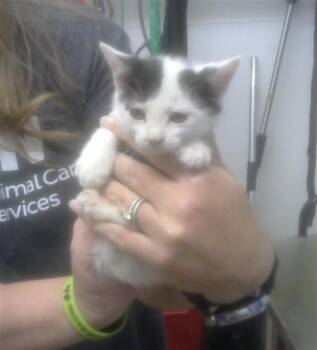 OLIVIA -  Domestic Short Hair Cat for Adoption in Albuquerque, New Mexico - OLIVIA | PetCurious