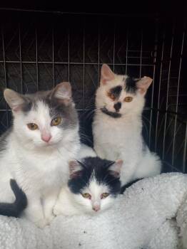 Rescue Domestic Short Hair Cats for Adoption in Medina, Ohio - Raven | PetCurious