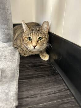 Rescue Domestic Short Hair Cats for Adoption in Fort Collins, Colorado - Libby | PetCurious