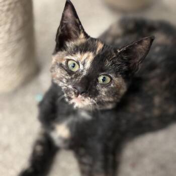 Cherish -  Domestic Short Hair Cat for Adoption in South Elgin, Illinois - Cherish | PetCurious