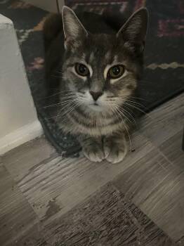 Rescue Domestic Short Hair Cats for Adoption in Buffalo, New York - Daphne | PetCurious