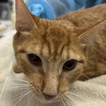 Domestic Short Hair Cats Available for Adoption - Frenzy  | PetCurious