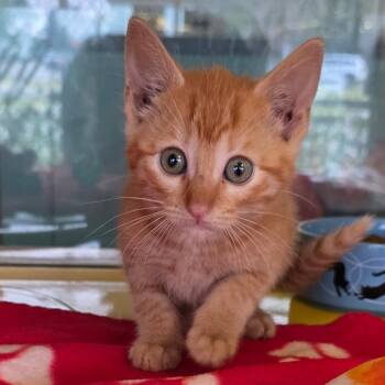 Chaos -  Domestic Short Hair Cat Available for Adoption in Abilene, Texas - Chaos | PetCurious