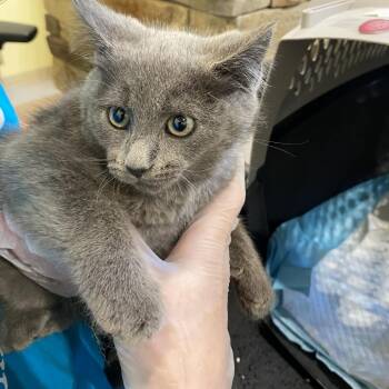 Domestic Short Hair Cats Available for Adoption in Lynchburg, Virginia - Lynnie | PetCurious
