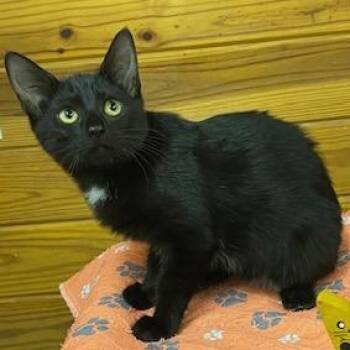 Rescue Domestic Short Hair Cats for Adoption in Southern Pines, North Carolina - Donni | PetCurious
